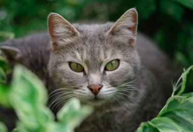 Gri evcil kedi yeşil çimlerde yürüyor. Vahşi kedi konsepti.
