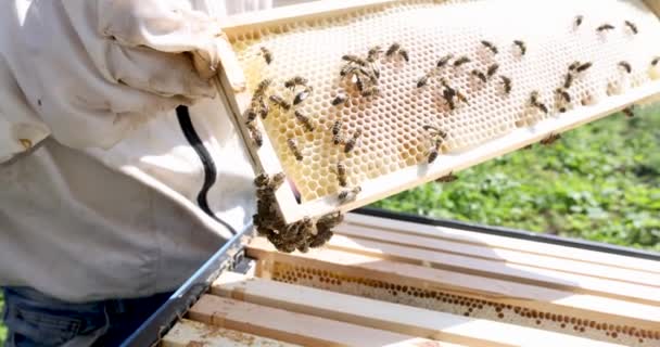 养蜂人抱着蜂窝与蜜蜂亲密接触4K电影慢动作 乡下人的养蜂观念 — 图库视频影像