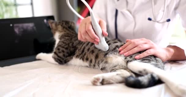 Κτηνίατρος Γιατρός Διεξάγει Υπερηχογράφημα Εξέταση Των Εσωτερικών Οργάνων Της Γάτας — Αρχείο Βίντεο