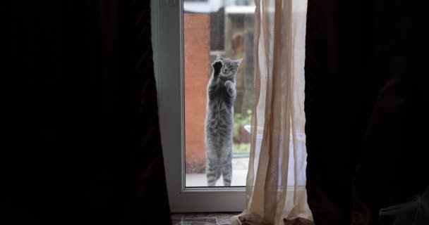 Gato Atrás Porta Vidro Transparente Fechada Miudezas Pede Para Entrar — Vídeo de Stock