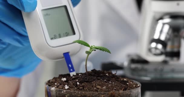 科学者は大麻の毒素や特性のためのテスターで土壌サンプルを調べます ペトリ皿で成長している大麻の発芽と実験室での研究 — ストック動画