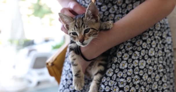 Aranyos Vörös Macska Cica Egy Kezében Állati Szeretet Macska Szerető — Stock videók