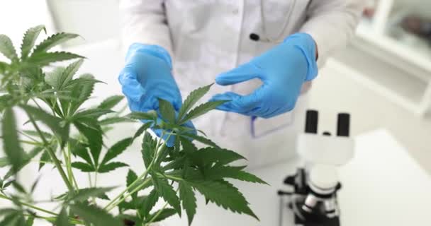 Kvinnlig Forskare Cannabis Labb Kontrollerar Växter Och Blommor Alternativ Örtmedicin — Stockvideo