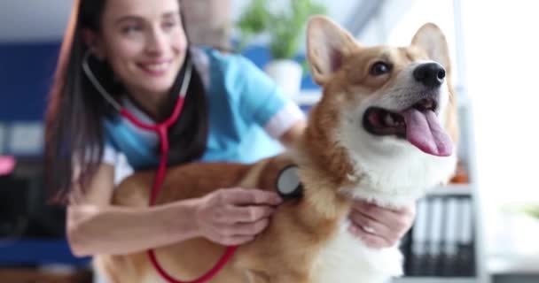 聴診器を装着した獣医師は 獣医クリニックでの予約時にウェルシュコーギードッグを聞きます 獣医学クリニックのコンセプトにおける動物検査 — ストック動画