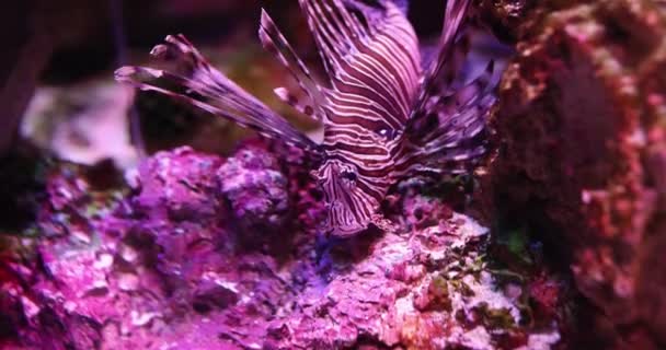 Peixe Leão Pterois Miles Nada Procura Comida Entre Recifes Coral — Vídeo de Stock