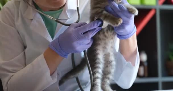 Ветеринар Медицинских Перчатках Белом Халате Слушает Больного Ослабленного Котенка Стетоскопом — стоковое видео