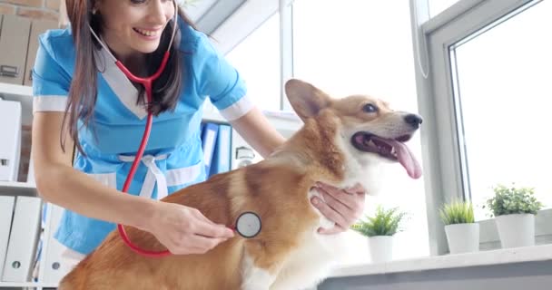 Профессиональный Ветеринар Осматривает Валлийских Корги Клинике Концепция Медицинских Ветеринарных Услуг — стоковое видео