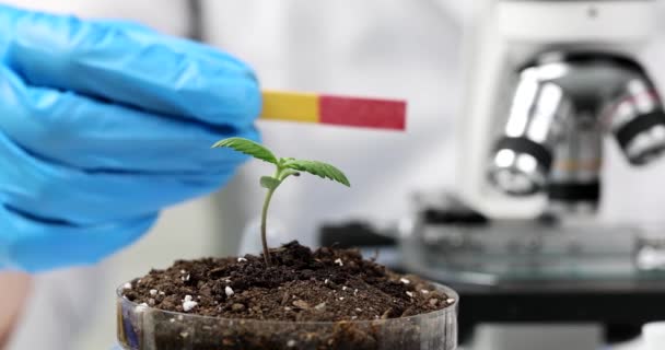 科学者生物学者は実験室で発芽に関する試験指標論文を保持している エコファームの製品の品質検査 — ストック動画