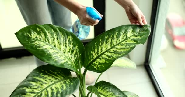 Распыляет Растения Цветочных Горшках Дома Офисе Женщина Заботится Домашнем Растении — стоковое видео