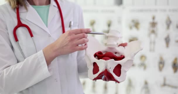 Doctor Female Gynecologist Holds Female Pelvis Muscle Model Gynecology Woman — Stock Video