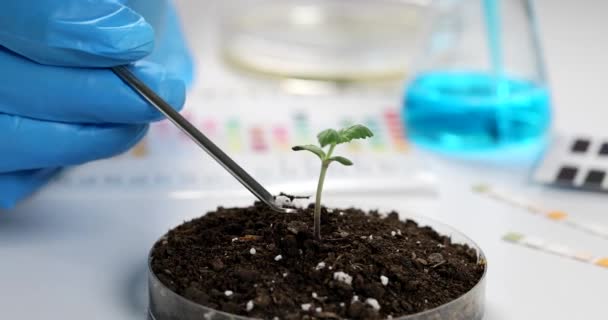 Επιστήμονας Προσθέτει Συμπληρωματικό Λίπασμα Στο Πράσινο Φυτό Χώμα Στο Εργαστήριο — Αρχείο Βίντεο