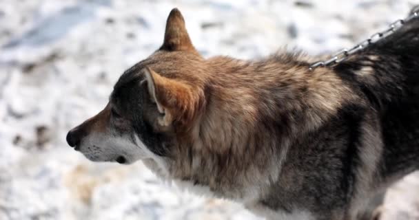 木头狼或狗在雪地上戴着链子 国内警犬 — 图库视频影像