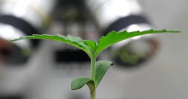 Laboratuvardan yeşil bitki filizleniyor. Laboratuvarda marihuana ya da eko ürünleri yetiştirmek