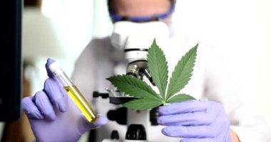Bilim laboratuarı bilim adamı marihuana ve doğal alternatif bitkisel yağ araştırması yapıyor. Esrar yaprağı alternatif tıp ve uyuşturucular