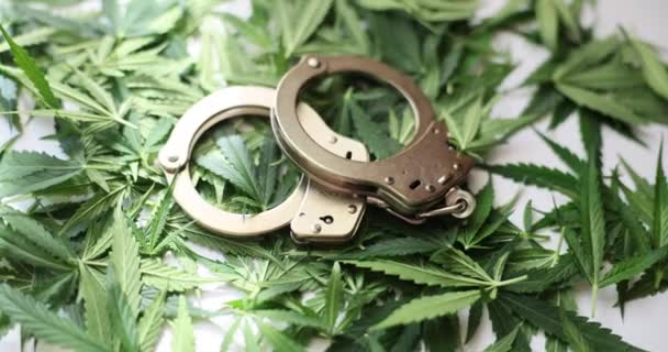 Bilincs Zöld Marihuánán Közelit Hagy Kannabisz Jogi Szabályozása Marihuána Legalizálása — Stock videók