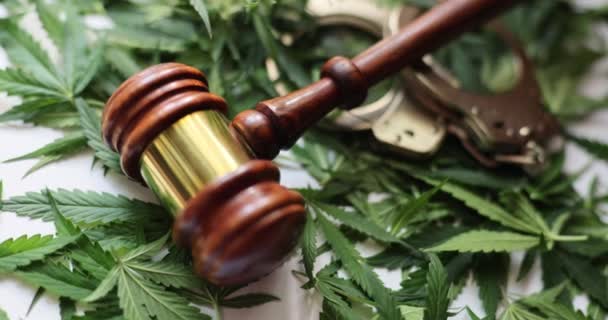 Rechter Hamer Marihuana Bladeren Cannabis Legale Regime Wetgeving Inzake Marihuana — Stockvideo