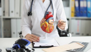 Kadın doktor kalbin plastik bir modelini gösteriyor, yakın plan. Bir kardiyolog için eğitim materyali, bir cerrah işyeri