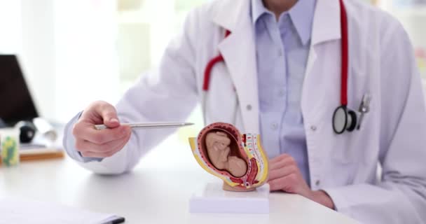 Arzt Geburtshelfer Gynäkologe Zeigt Fötus Der Gebärmutter Des Anatomischen Modells — Stockvideo