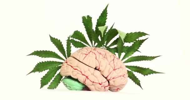 Menselijke Hersenen Met Groene Marihuana Bladeren Witte Achtergrond Film Negatief — Stockvideo