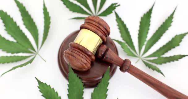 Richter Holzgabel Liegt Auf Marihuana Blätter Nahaufnahme Film Strafrechtliche Haftung — Stockvideo