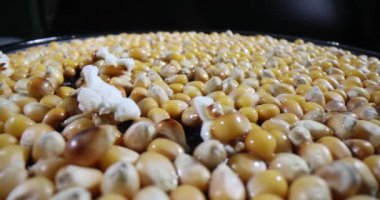 İştah açıcı patlamış mısır hazırlandı ve mısır taneleri yakın çekim makro 4K film yapıyor. Tarifler konsepti