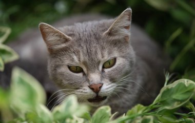 Çimenlerde parlak yeşil gözleri olan güzel gri bir kedi. Kedi çimenlerde yürür ve avlanır.