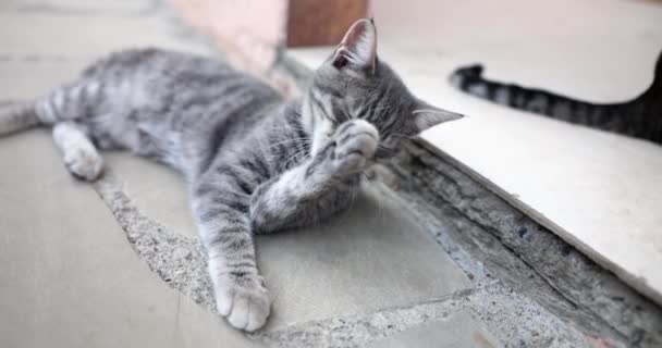 Closeup Gray Cat Licks Its Paws Lying Threshold Home Pet — Stock Video