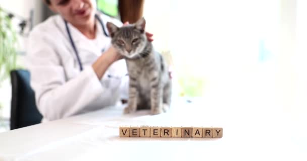 兽医诊所的女兽医爱抚猫 动物的服务和治疗 — 图库视频影像