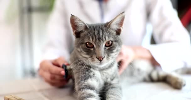 Tierarzt Untersucht Katze Mit Stethoskop Klinik Diagnostische Labordienstleistungen Für Tiere — Stockvideo