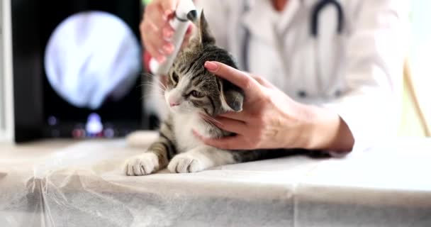 獣医師は獣医診療所で猫の耳をチェックしています 動物の耳疾患 — ストック動画