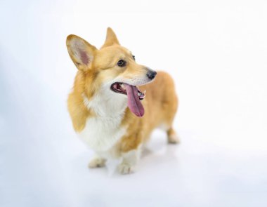 Beyaz arka planda kızıl saçlı safkan köpek corgisinin portresi. Favori hayvan konsepti