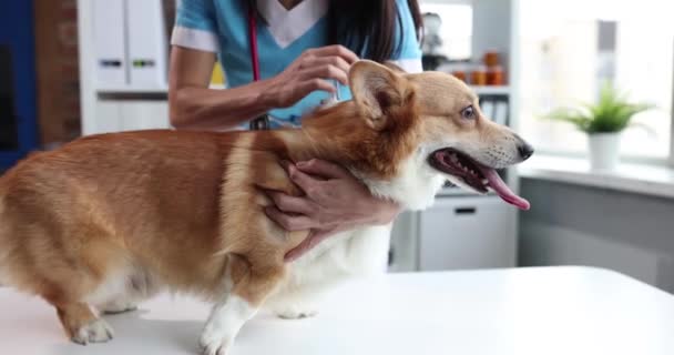 Female Veterinarian Puts Dog Welsh Corgi Medical Appointment Veterinary Services — стоковое видео