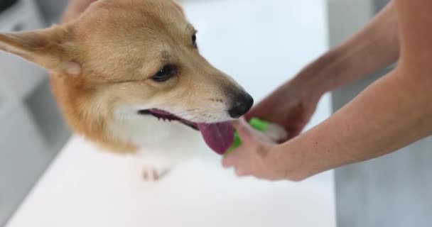 獣医師包帯の痛み犬の足 犬の症状や治療の概念における痛風 — ストック動画