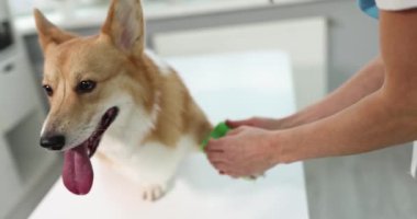 Veteriner doktor yaralı köpek pençesi sargıları. Yaralı bir köpeğe yardım etmek