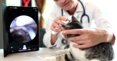 Veteriner veteriner veteriner kliniğinde kedi kulaklarını dijital otoskopla kontrol ediyor. Hayvanlarda kulak sorunları
