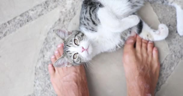Concept Caring Homeless Pets Closeup Street Cat Rubs Legs Volunteer — Stock Video