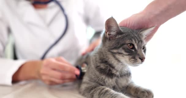 Femme Vétérinaire Avec Stéthoscope Examinant Chat Dans Cabinet Médical Vétérinaire — Video