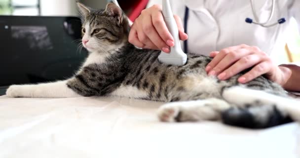 Vétérinaire Effectue Une Échographie Abdomen Chat Domestique Assistance Médicale Aux — Video