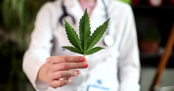 Gros Plan Est Une Feuille Verte Cannabis Dans Les Mains — Video