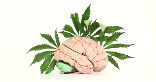 脳の解剖学的モデルと大麻の葉 クローズアップ マリファナの認知機能への影響 — ストック動画