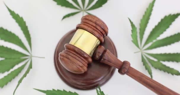 Juez Hojas Verdes Marihuana Primer Plano Ley Legalización Los Canabis — Vídeo de stock