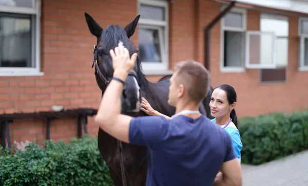 Veterinarian and owner of horse will conduct physical examination. Horse health care concept