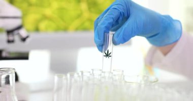 Kimya laboratuarında kimya laboratuvarında test tüpünü marihuana yağıyla çıkartan kimyager 4K 'lık filmi yavaş çekimde çekti. Yasadışı uyuşturucu üretimi 
