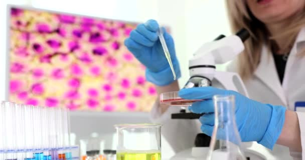 Bilim Adamı Kimyager Pipetten Petri Kabına Sıvı Damlatıyor Laboratuvarda Yakın — Stok video