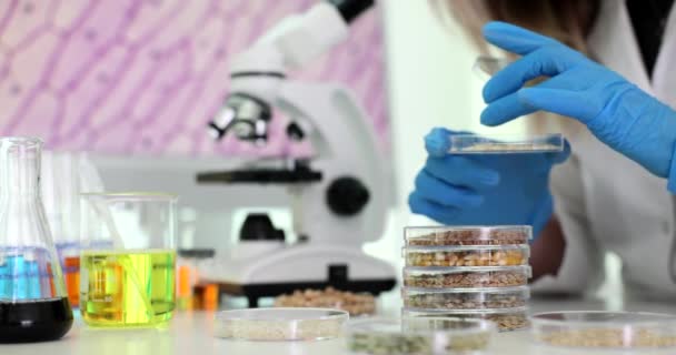 Cientista Examinando Grãos Plantas Novas Variedades Laboratório Químico Closeup Filme — Vídeo de Stock