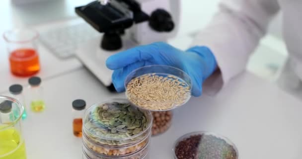 ペトリ皿の穀物および新しい品種を調べる科学者の化学者アグロノミストは4K映画の遅い動きを閉じます 遺伝子工学と選択コンセプト — ストック動画
