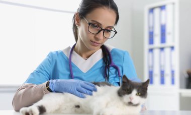 Şirin kedi için veteriner bakımı. Veterinerlik kliniği kavramı