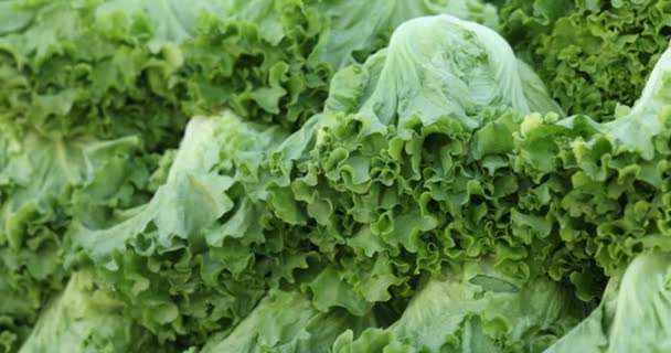 Folhas Frescas Alface Verde Banca Mercado Verduras Saudáveis Menu Vegetariano — Vídeo de Stock