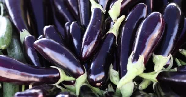 果蔬菜市场上的一丛丛新鲜茄子 封闭本地种植者的有机生态产品 — 图库视频影像