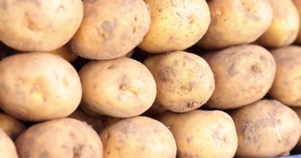 Large Pile Freshly Dug Potatoes Harvest Time Benefits Harms Potatoes — Stockvideo
